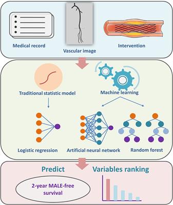 Prediction of 2-Year Major Adverse Limb Event-Free Survival After Percutaneous Transluminal Angioplasty and Stenting for Lower Limb Atherosclerosis Obliterans: A Machine Learning-Based Study